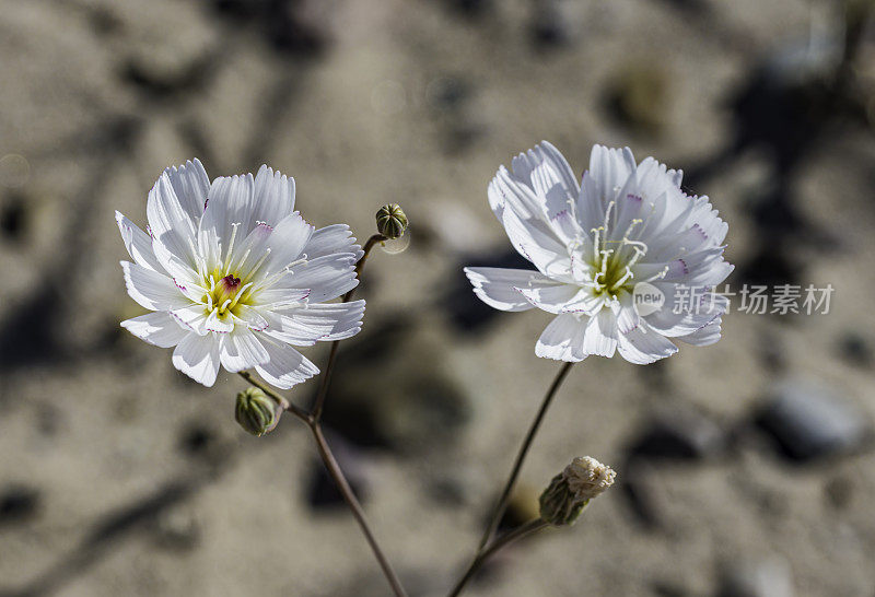 白花蓟马(Atrichoseris platyphylla)，俗称烟草杂草、降落伞植物和沙砾鬼，在加州死亡谷国家公园被发现。菊科。